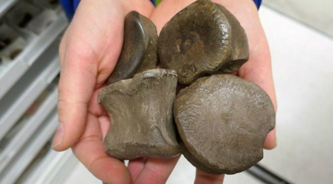 Sejumlah tulang dinosaurus ditemukan di Liscomb Bonebed di Sungai Colville, dekat Nuiqsut, Alaska.