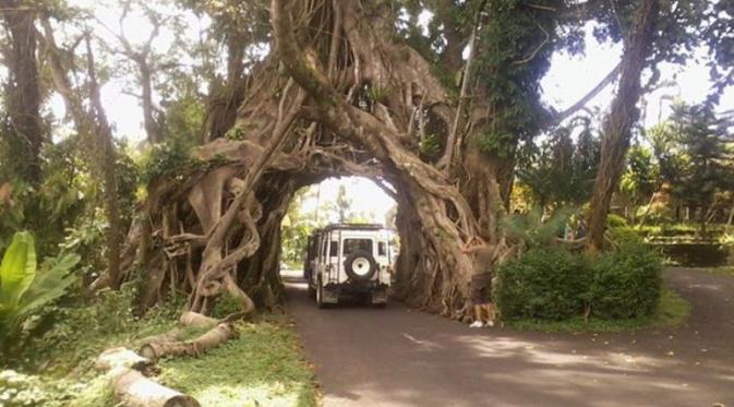 Pohon Bunut Bolong | via: bali.mehthesheep.com