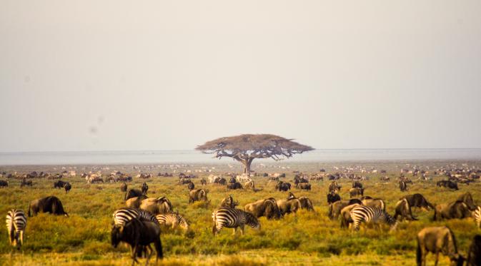 Taman Nasional Serengeti, Tanzania. | via: daniworldwide.com