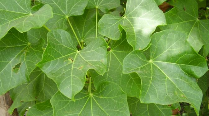 Dua bagian pohon jarak cina yang dapat dimanfaatkan untuk dibuat ramuan adalah daun dan tangkainya yang mengandung getah