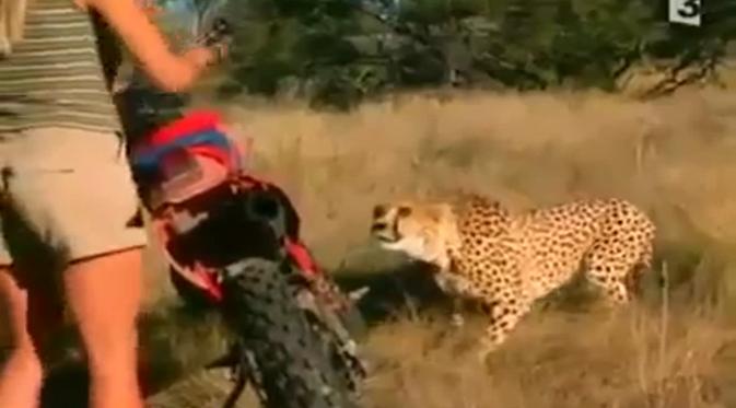 Van Der Merwe saat bertemu sekumpulan cheetah.