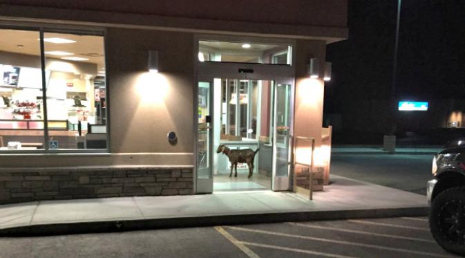 Seekor kambing bersikeras tinggal di pintu masuk suatu restoran siap saji di Kanada (CTV News)