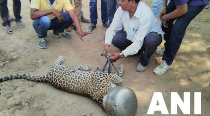 Kepala leopard ini terjebak dalam wadah air minum (sumber NDTV)