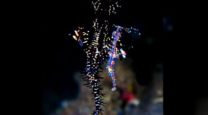 ornate ghost pipefish memiliki variasi warna tubuh dari merah dan kuning bercorak, hitam, sampai hampir transparan.