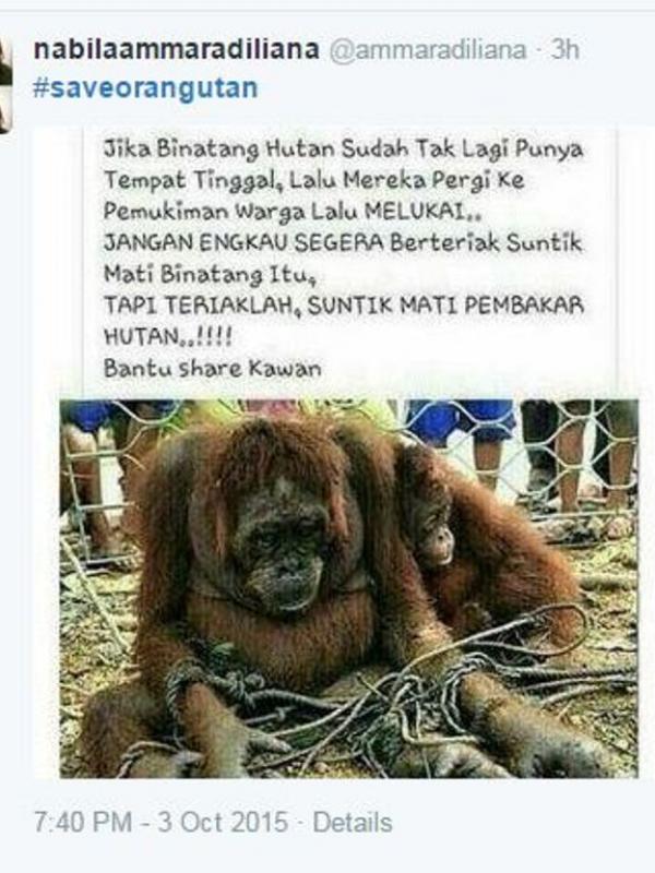 Tidak Hanya Kabut Asap, Netizen Minta Jokowi Selamatkan Orangutan | via: twitter.com