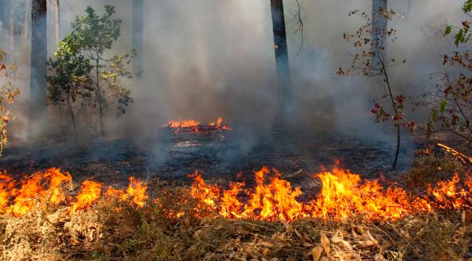 Ilustrasi Kebakaran Hutan (iStock)