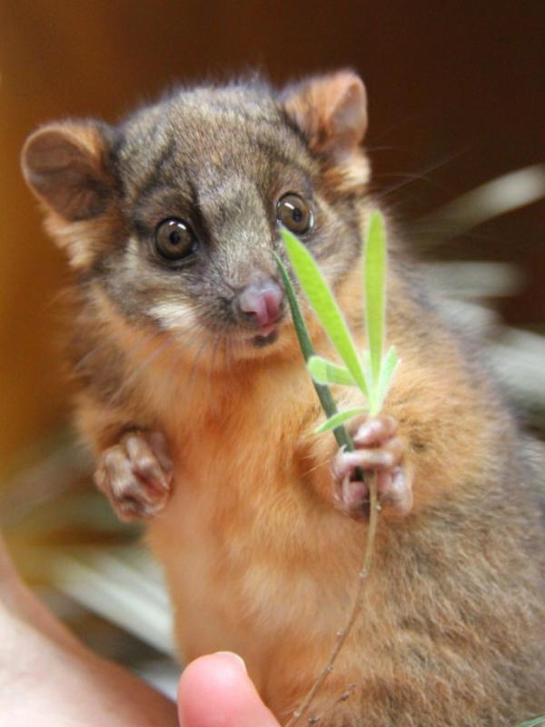 Bayi Possum | via: buzzfeed.com