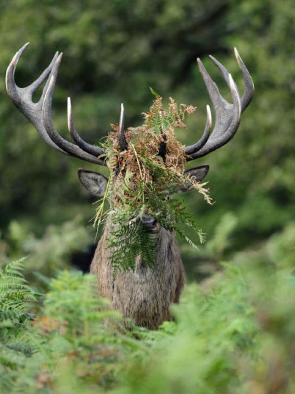 Malu, rusa jantan ini membuat penyamaran. | via: Comedy Wildlife Photography Awards
