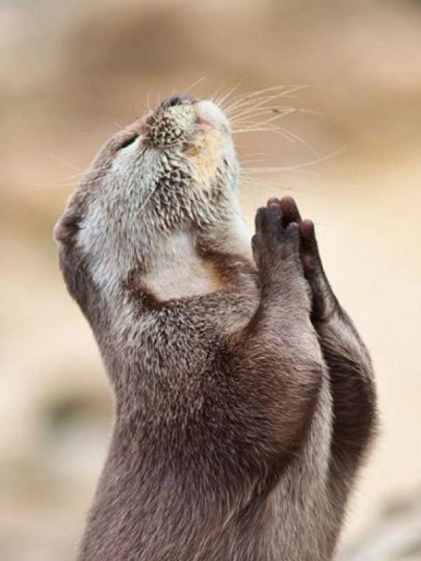 Berang-berang yang seakan berdoa. | via: Comedy Wildlife Photography Awards