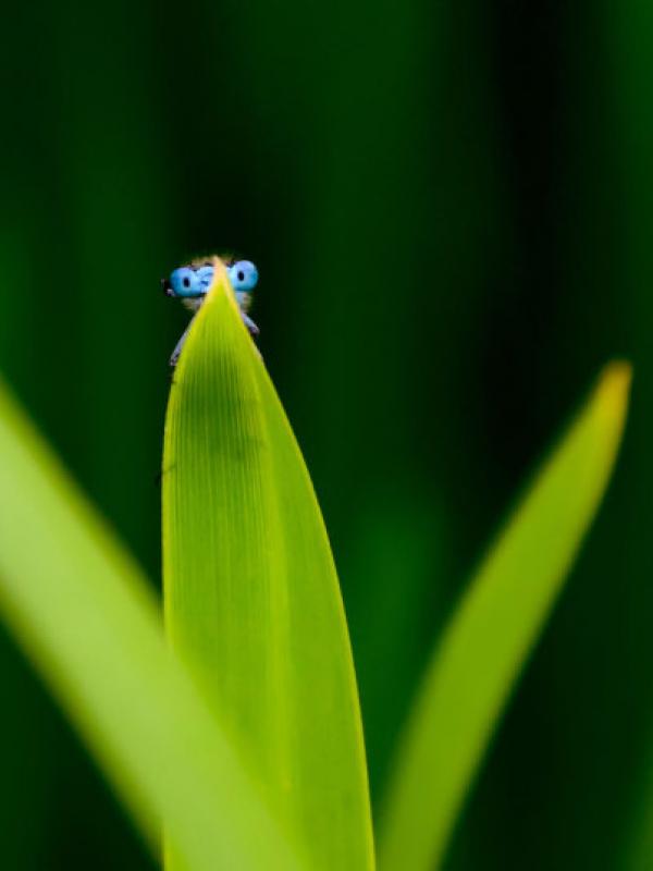 Serangga yang menyukai permainan petak umpet. | via: Comedy Wildlife Photography Awards