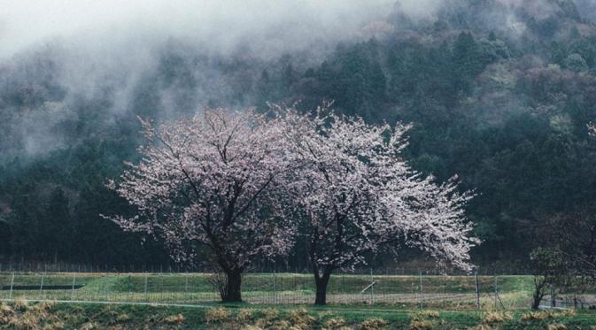 Pohon Sakura. (Via: 500px.com)