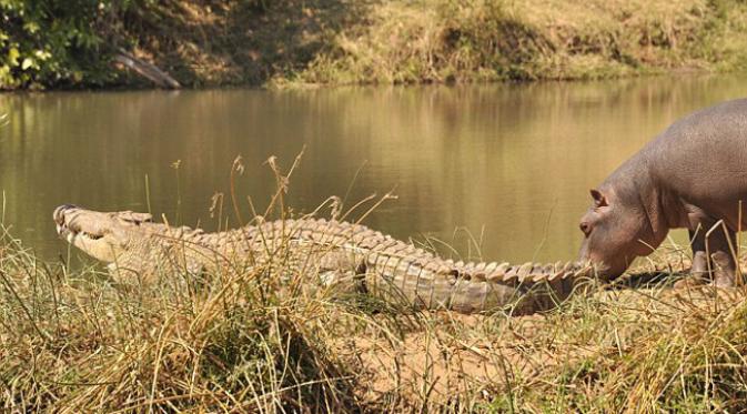 George menggigit ekor si buaya, yang tidak berbalik menyerang. (foto: Daily Mail)