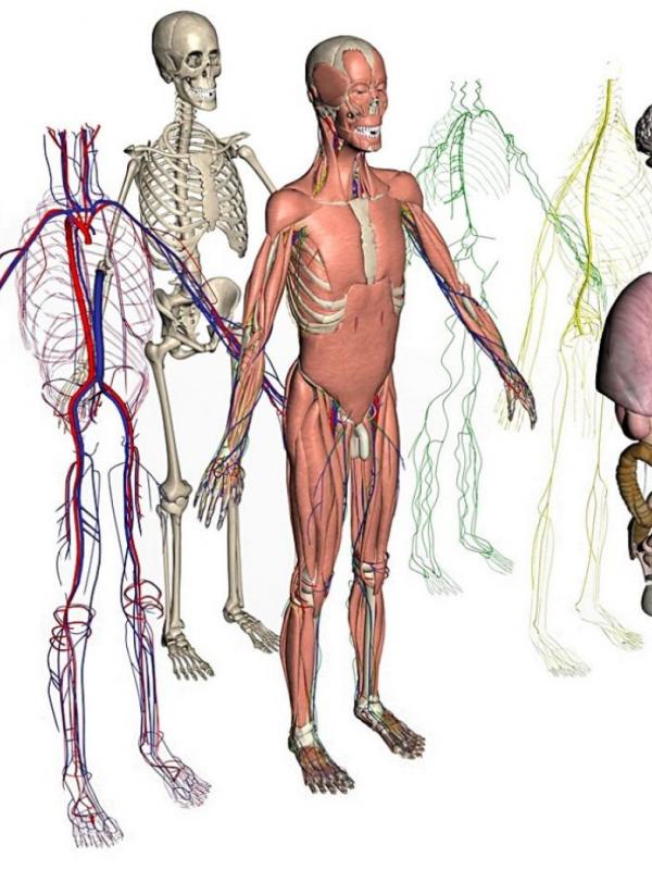 7 Fakta Tentang Penyakit Lupus yang Mungkin Belum Kamu Ketahui | via: anatomydiagrams.net