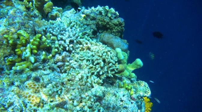Keindahan bawah laut Pulau Siladen menjadi daya tarik bagi wisatawan asing untuk datang.