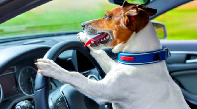 Ilustrasi anjing mengemudi mobil (Javier Brosch via Shutterstock.com)