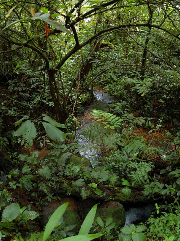 Hutan Halimun Salak. | via: natureincarnate.tumblr.com