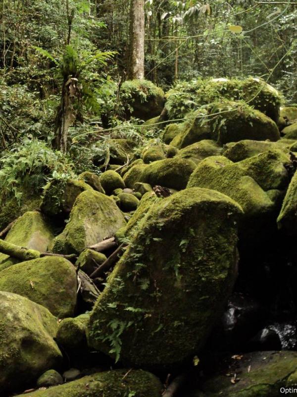 Hutan Kayan Mentarang. | via: borneotourgigant.com