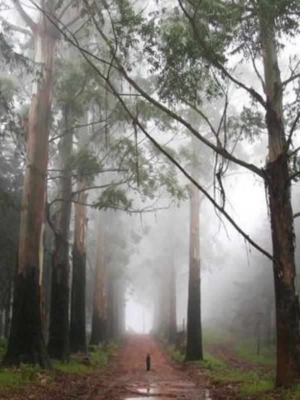Kabut yang menggantung di hutan pinus, Magoebaskloof, Afrika Selatan. | via: My Shot/Carol van Staden