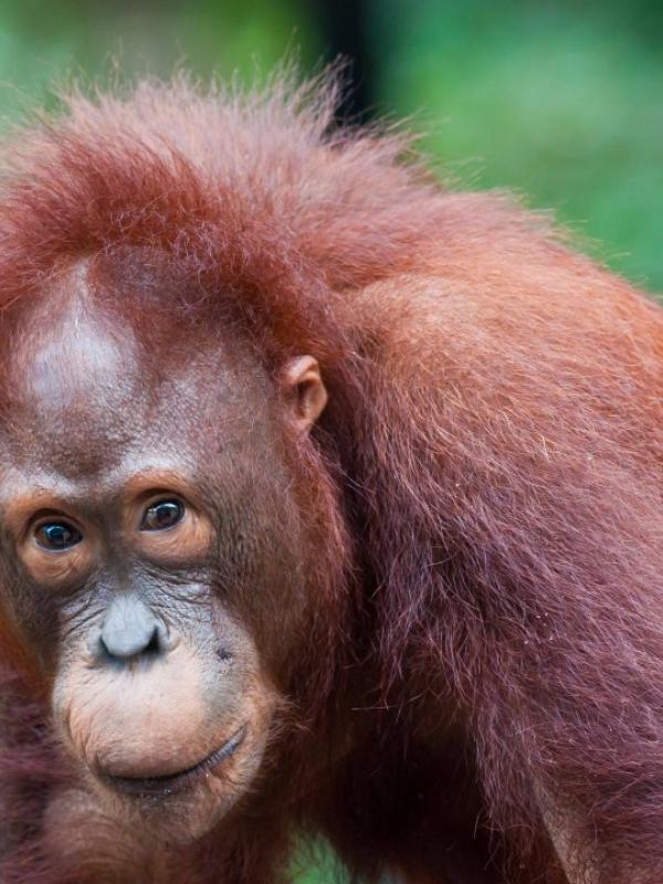 Orangutan Tanjung Putting, Kalimantan