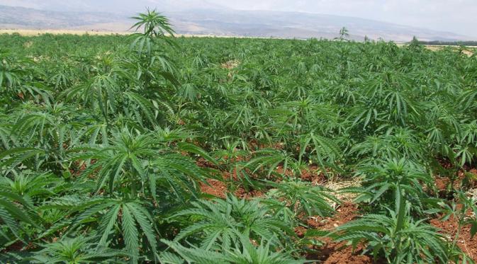 Ilustrasi tanaman mariyuana (cannabis) sebagai bahan dasar hashish (Al Akhbar)