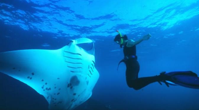 Berinteraksi langsung dengan Ikan Manta Rays di Hawaii