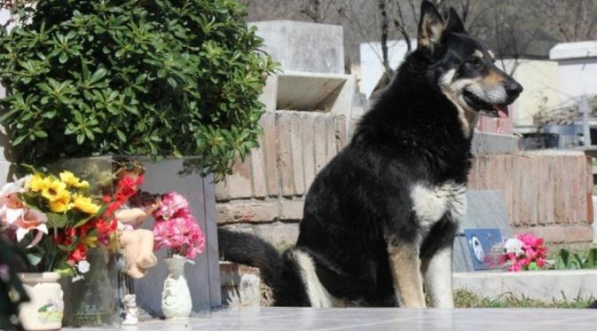 Sejak pemiliknya meninggal pada 2006, anjing itu lantas berdiam diri di pemakaman majikannya. (Via: dailymail.co.uk)