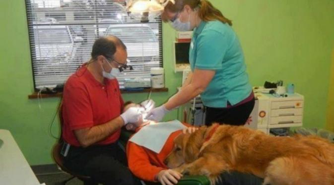 Seekor anjing bernama Brook berusaha menenangkan anak kecil saat di dokter gigi. (Via: huffpost.com)