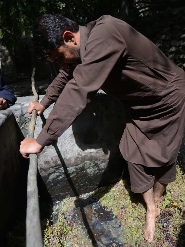 Menginjak anggur hingga keluar sari buah, desa Sher Qilla, Pakistan. | via: english.alarabiya.net