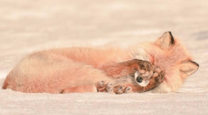 Hokkaido Red Fox, rubah merah hanyalah sebuah sub-spesies rubah merah umum. (Via: brightside.me)
