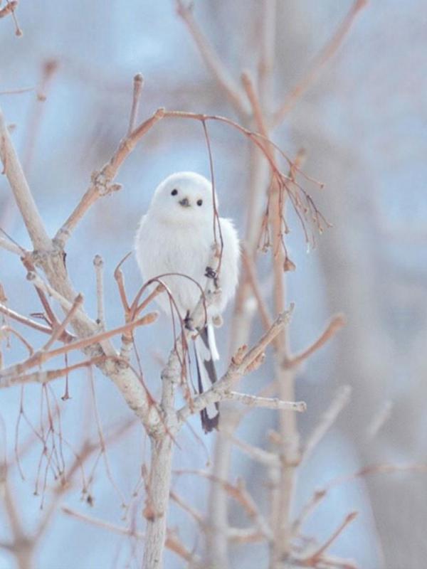 Shima-Enaga,  hewan berekor panjang yang hanya hidup di Hokkaido. Wajahnya benar-benar putih. (Via: brightside.me)