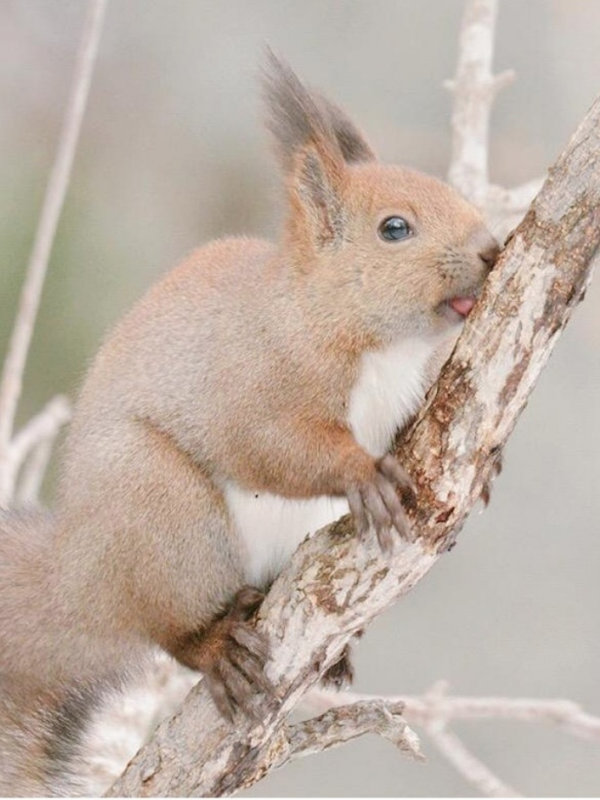 Hokkaido Red Squirrel, adalah tupai merah Eurasia yang tersebar luas di seluruh Asia dan Eropa, tetapi Hokkaido memiliki sub-spesies tersendiri dan merupakan satu-satunya tempat di Jepang di mana tupai ini dapat ditemukan. (Via: brightside.me)