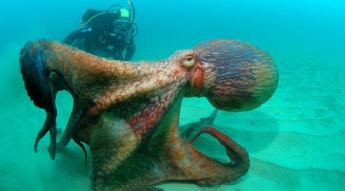 Setelah lihat ini kamu gak akan berenang selain di kolam renang | via: brightside.me