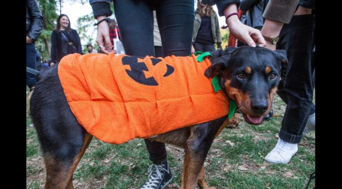 Anjing labu Halloween. (foto: Gothamist)