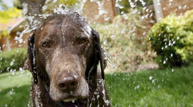 Si anjing cokelat yang bermain air. (foto: News.com.au)