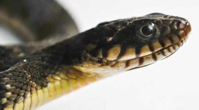 tidak semua ular berbisa (Josh henderson/CC by 2.0)