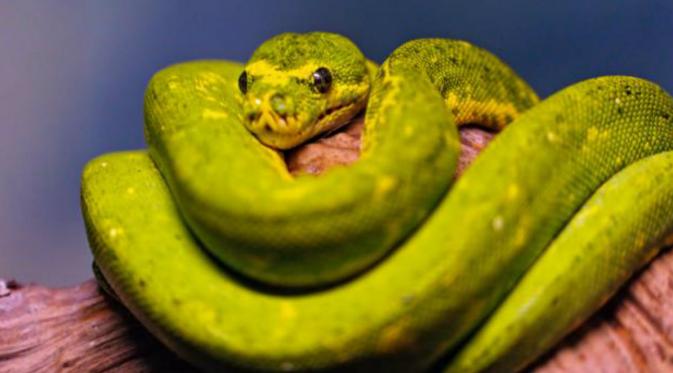 Beberapa ular tampak tak seberapa menakutkan. (Credit: Tambako The Jaguar/CC by 2.0)