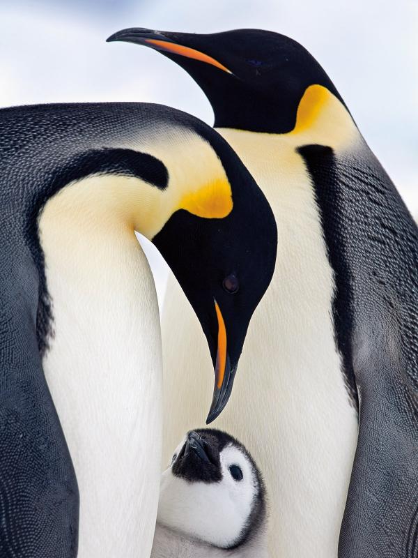 Keluarga penguin di Antartika. | via: Marcello Libra