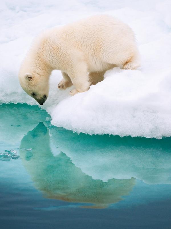 Beruang Kutub, Norwegia. | via: Florian Schulz
