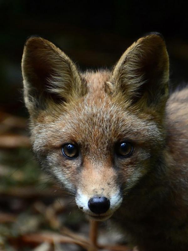“Fox” oleh Cathy Doig (Inggris) | via: buzzfeed.com