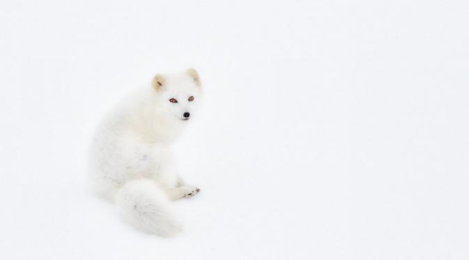 “White Arctic Fox” oleh Giovanni Frescura (Italia) | via: buzzfeed.com