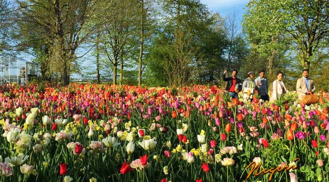 Keindahan kebun Tulip akan dihadirkan di film negeri Van Orange. Foto: Falcon Pictures