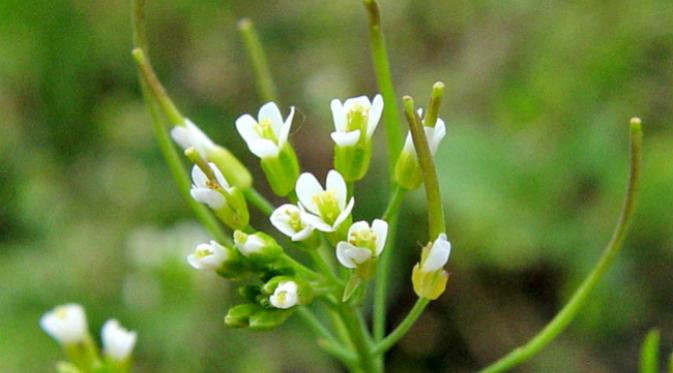 Pada Arabidopsis, faktor transkripsi MYB12 mengatur produksi flavonol…yang penting dalam perlindungan sinar ultra ungu dan persinyalan