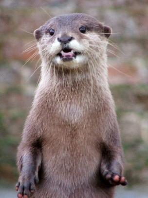 Otter| via: otter-world.com