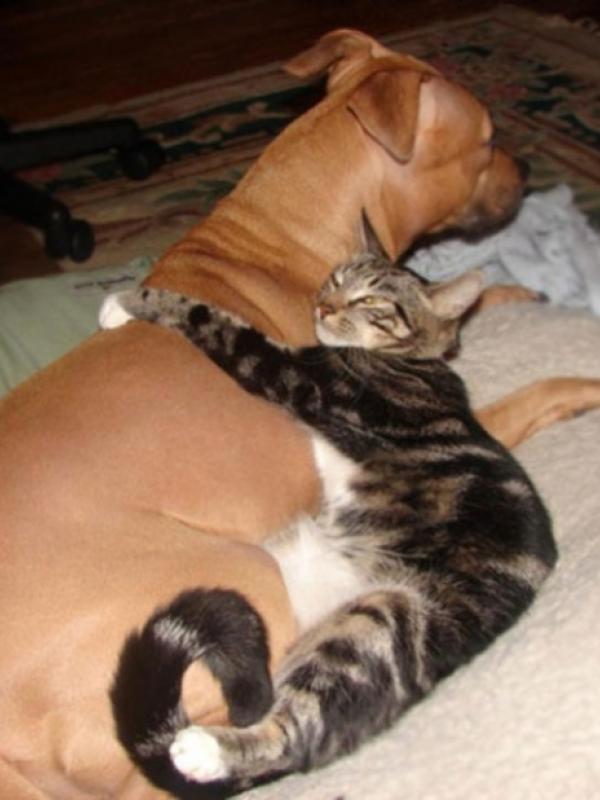 Mesranya anjing dan kucing | via: brightside.me