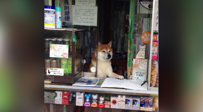Si anjing shiba cerdas menjadi idola karena kehandalannya melayani pelanggan. (foto: Instagram/DOGGY134)