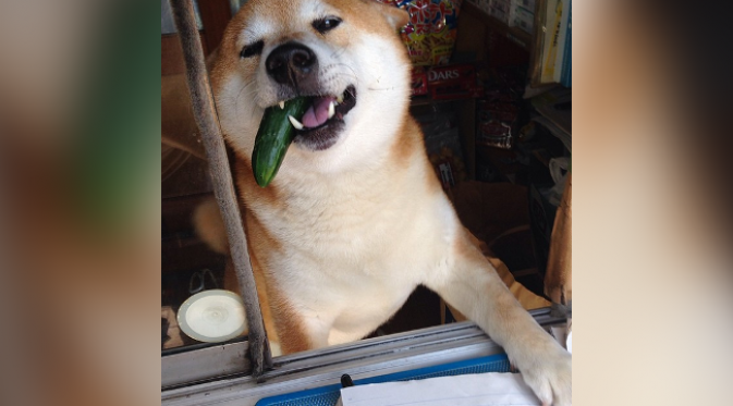 Si shiba gemar makan mentimun. (foto: Instagram/DOGGY134)