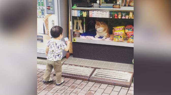 Si shiba membuat bisnis toko berjalan lancar. (foto: Instagram/DOGGY134)