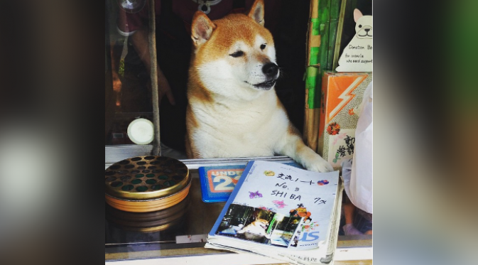 Setelah pensiun, si shiba akan punya lebih banyak waktu makan mentimun. (foto: Instagram/DOGGY134)