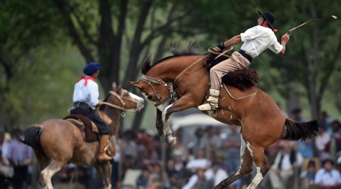 Seorang gaucho atau koboi menaiki kuda liar saat kompetisi rodeo di San Antonio de Areco , Argentina, Minggu (8/11). Dalam acara ini, para gaucho atau koboi saling bersaing menunjukkan keahlian mereka menunggangi kuda liar. (AFP PHOTO / Eitan Abramovich)