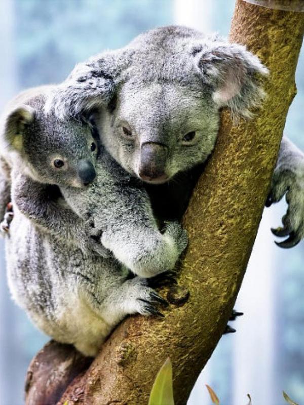 Foto-foto Binatang Ini Dijamin Bikin Kamu Tambah Sayang Ibu! | via: nydailynews.com